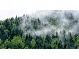 Módna ochranná podložka na stôl 120x60 les v hmle